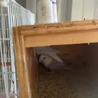 زوج روز فايلوت