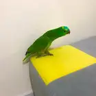 فرخ بلوفرنتد(تم البيع)