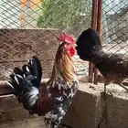 زوج دجاج عربي ماكنتوش