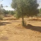 اشجار زيتون