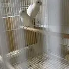 عرض ازواج روز البينو منتجة
