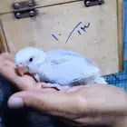 فروخ روز وفيشر