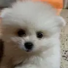 بومرينيان اناث عمر شهرين