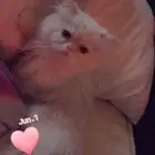 قط للتبني