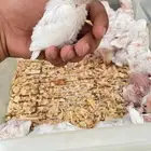 فروخ البينو غرر