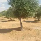 اشجار زيتون