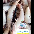 جامبو وسط ثلاجة32كيلو توصيل وتقشير