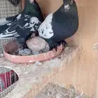 جوز حمام