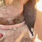 زوج حمام