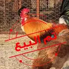 ديك افرق عربي