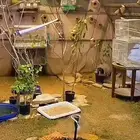 اتبنى جميع الطيور