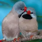 زوج شفت تيل