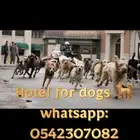 فندق كلاب و تدريب Dogs Hotel
