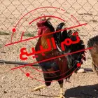 ديك عربي افرق