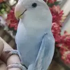 للبيع ببغاء الروز اليف جدأ