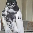 تيدي بيور ( جنسرا )