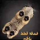 فندقه قطط بالخبر