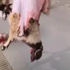 ذبائح نعيمي حرى تيس نجدي سواكني