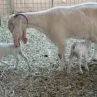 عنز معها ثنين