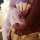 تيس فحل