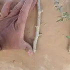 عقل عوسج نبات العوسج