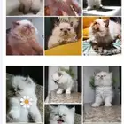 قطط وفندقه ورعاية