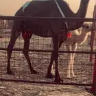 خلفه كفو كفو ومنيحه