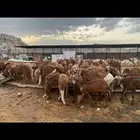 طليات سواكني