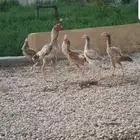 ديوك باكستاني اصل
