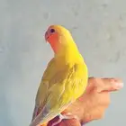 فرخ روز اليف وهدد سوبر جامبو