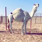 معشر كفو