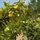 للبيع مزرعة في الباحه كراء الحايط