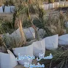 فسائل نخل مجدول