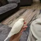 ( تم البيع )باجي البينو ذكر اليف ونتكلم