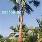نخل واشنطني زينه 0530.281.804