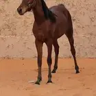 مهر عربي أصيل مميز