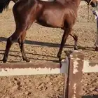 حصان عربي أصيل مميز