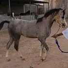 حصان عربي أصيل
