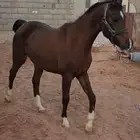 فرس عربية أصيلة