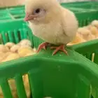 صوص لاحم