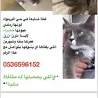 قطة ضايعة بحي اليرموك