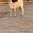 مشروع فحل بورقت بيور صافي ظهر وبطن من مزرعة النوادر