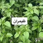 بذور ضيمران
