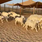 غنم حرية متابيع حرش 31 تحتها 31