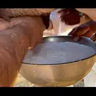 ناقه خلفه حمرا دم حليب غزير وهداوهتم البيع