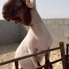 فحل جذع صنف نعيمي رس وزين