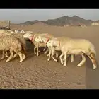 رخال حرية حرش صنف 40 تحتها 6