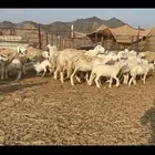 غنم حرية حرش لاهل الصنف 90 تحتها 90