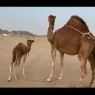 ناقه خلفه فارعه لاهل الزين