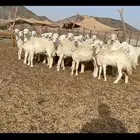 رخال حرية جروم وبره نادره ورقاب